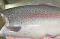 SALMON TROUT