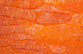 SALMON TROUT