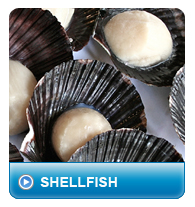 shelfish