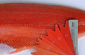 PACIFIC SALMON