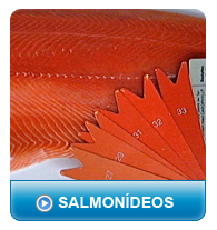 Proyecta Corp - Salmonideos