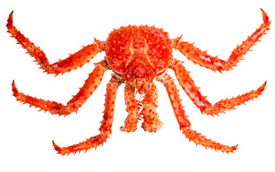 King Crab