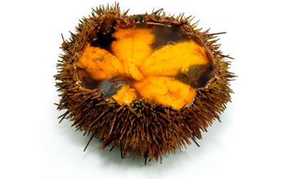 Sea Urchin