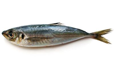 Jack Mackerel