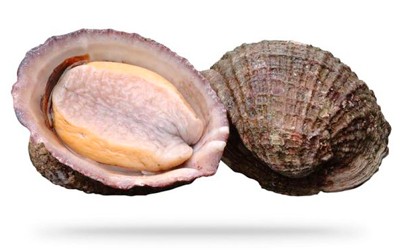 Chilean Abalone