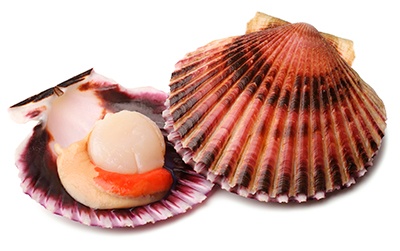 Scallops