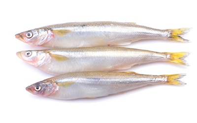 Silver Smelt