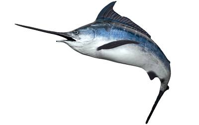 Swordfish