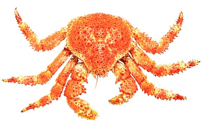 Queen crab or Snow crab