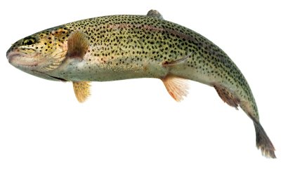 Rainbow trout